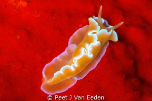 Roll out the red carpet for the Frilled Nudibranch by Peet J Van Eeden 